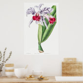 Poster Illustration botanique vintage (Cuisine)