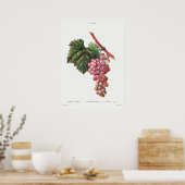 Poster Illustration botanique vintage (Cuisine)