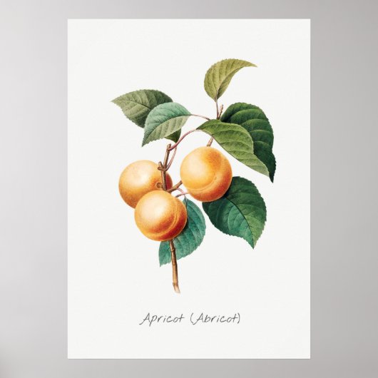 Poster Illustration botanique vintage (Devant)