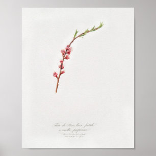 Poster Illustration botanique vintage