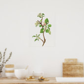 Poster Illustration botanique vintage (Cuisine)