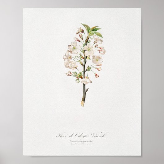 Poster Illustration botanique vintage (Devant)