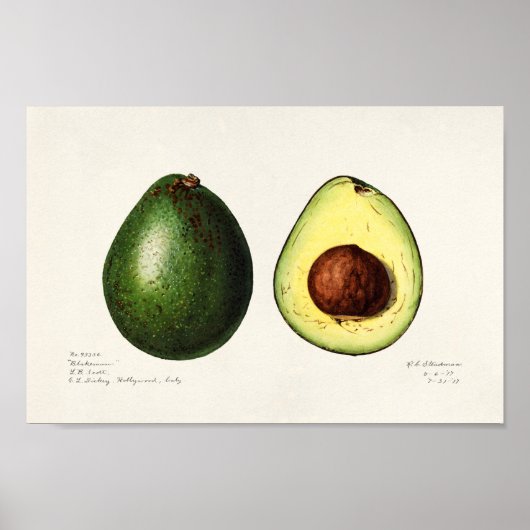 Poster Illustration botanique vintage (Devant)