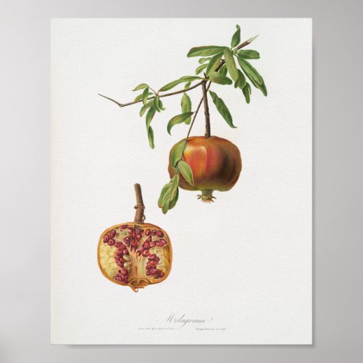 Poster Illustration botanique vintage (Devant)