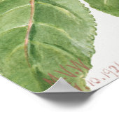 Poster Illustration botanique vintage (Coin)