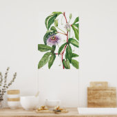 Poster Illustration botanique vintage (Cuisine)