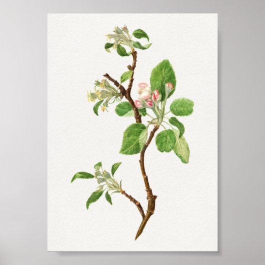 Poster Illustration botanique vintage (Devant)