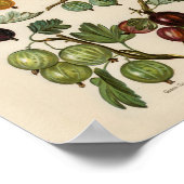 Poster Illustration botanique vintage (Coin)