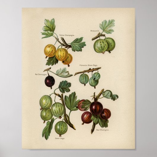 Poster Illustration botanique vintage (Devant)