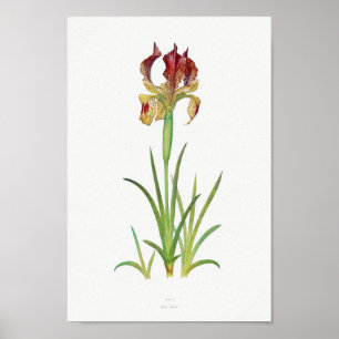 Poster Illustration botanique vintage