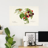 Poster Illustration botanique vintage (Bureau à domicile)