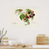 Poster Illustration botanique vintage (Cuisine)