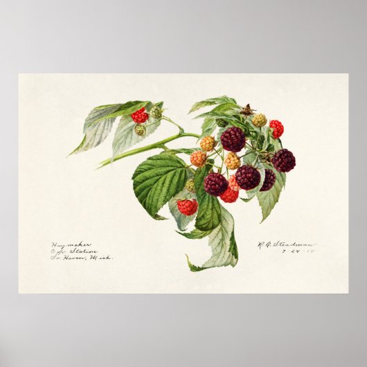 Poster Illustration botanique vintage (Devant)