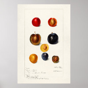 Poster Illustration botanique vintage