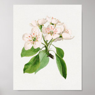 Poster Illustration botanique vintage