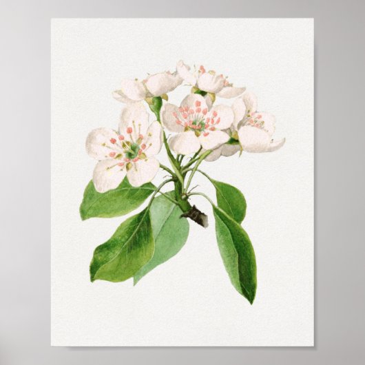 Poster Illustration botanique vintage (Devant)