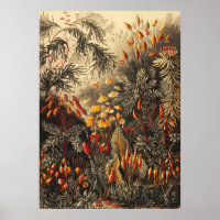 Illustration botanique vintage