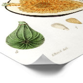 Poster Illustration botanique vintage (Coin)