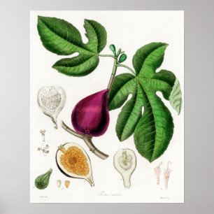 Poster Illustration botanique vintage