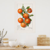 Poster Illustration botanique vintage (Cuisine)