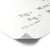 Poster Illustration botanique vintage (Coin)