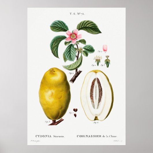 Poster Illustration botanique vintage (Devant)