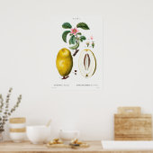 Poster Illustration botanique vintage (Cuisine)