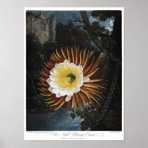 Poster Illustration botanique vintage