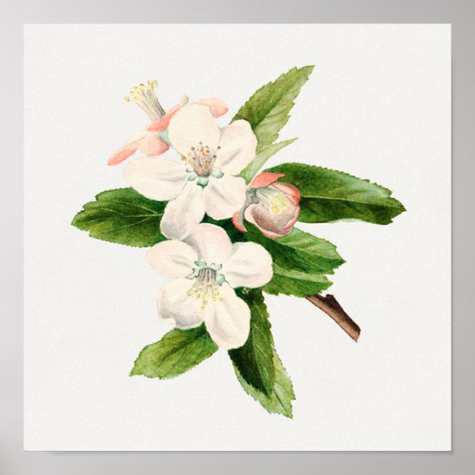 Poster Illustration botanique vintage (Devant)