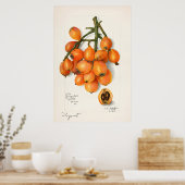Poster Illustration botanique vintage (Cuisine)