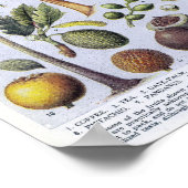 Poster Illustration botanique vintage (Coin)