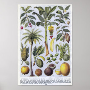 Poster Illustration botanique Vintage