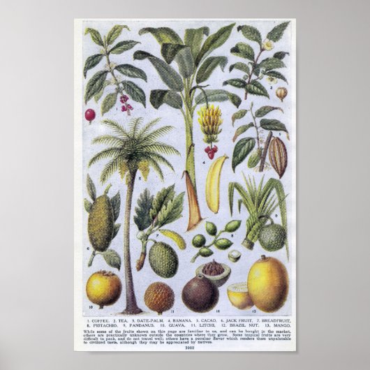 Poster Illustration botanique vintage (Devant)