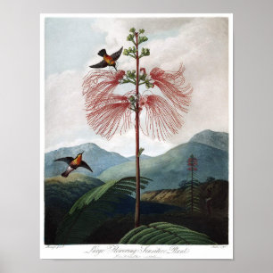 Poster Illustration botanique vintage