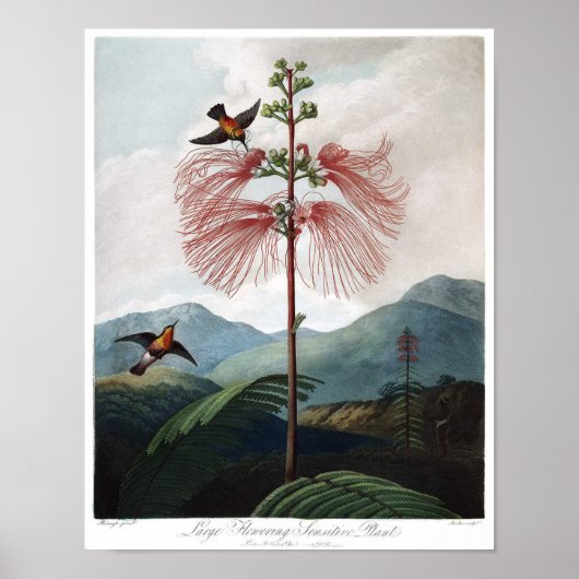 Poster Illustration botanique vintage (Devant)