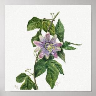 Poster Illustration botanique vintage