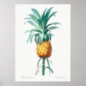 Poster Illustration botanique vintage (Devant)