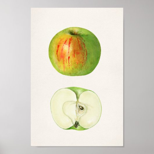 Poster Illustration botanique vintage (Devant)