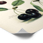 Poster Illustration botanique vintage (Coin)