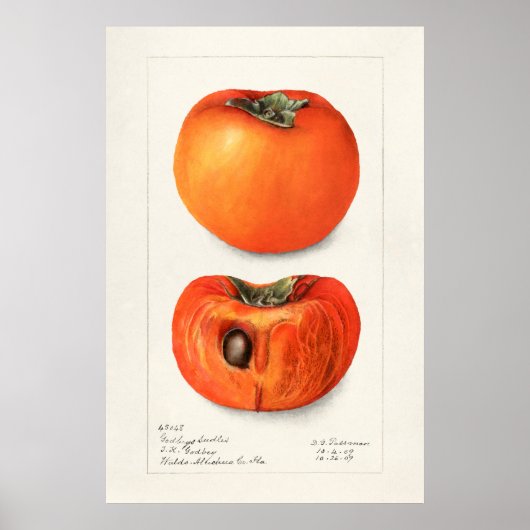 Poster Illustration botanique vintage (Devant)