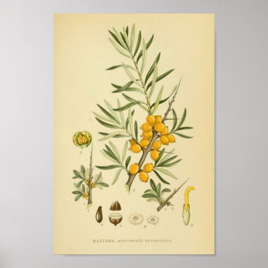 Poster Illustration botanique vintage (Devant)