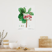 Poster Illustration botanique vintage (Cuisine)