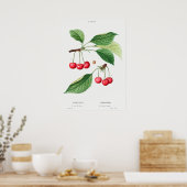 Poster Illustration botanique vintage (Cuisine)