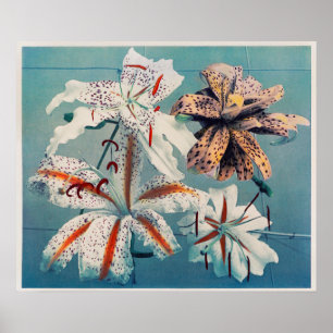 Poster Illustration botanique vintage