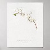 Poster Illustration botanique vintage (Devant)