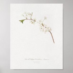 Poster Illustration botanique vintage