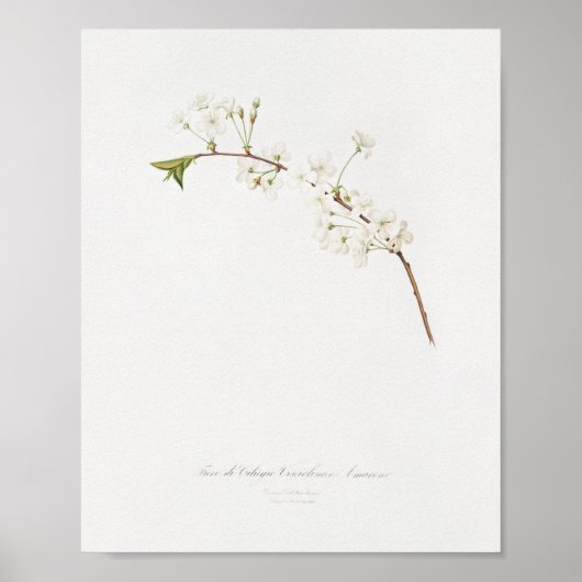 Poster Illustration botanique vintage (Devant)