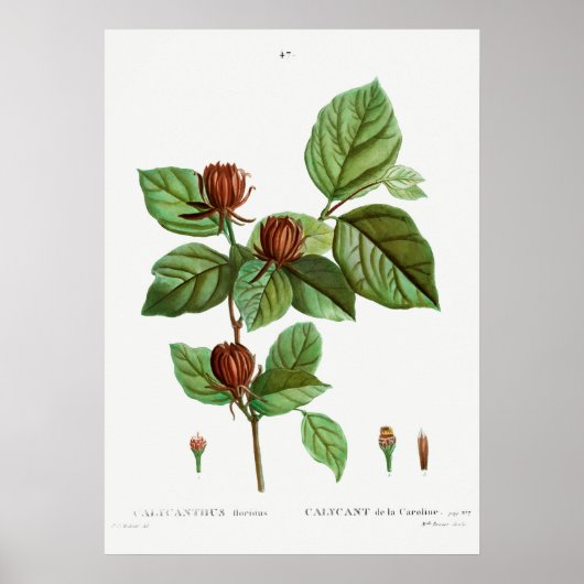 Poster Illustration botanique vintage (Devant)
