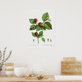 Poster Illustration botanique vintage (Cuisine)