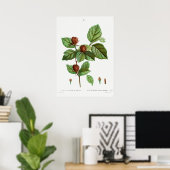 Poster Illustration botanique vintage (Bureau à domicile)